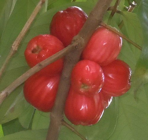 Syzygium malaccense